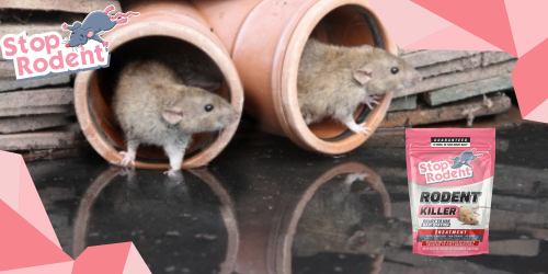 Výhody používania produktu na ochranu pred hlodavcami, ktorý je šetrný k životnému prostrediu, ako je „Jed na potkany“